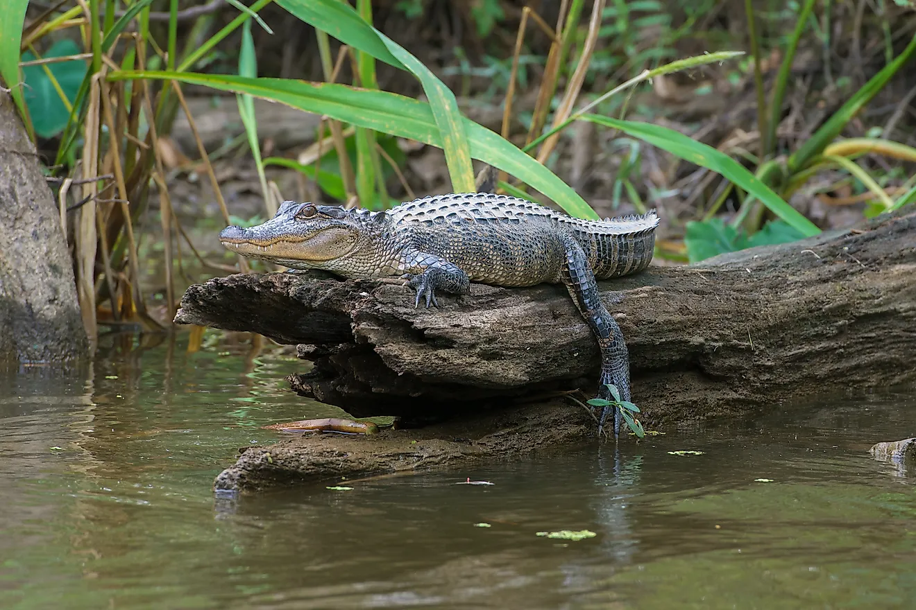 American Alligator in Honey Island Swamp 