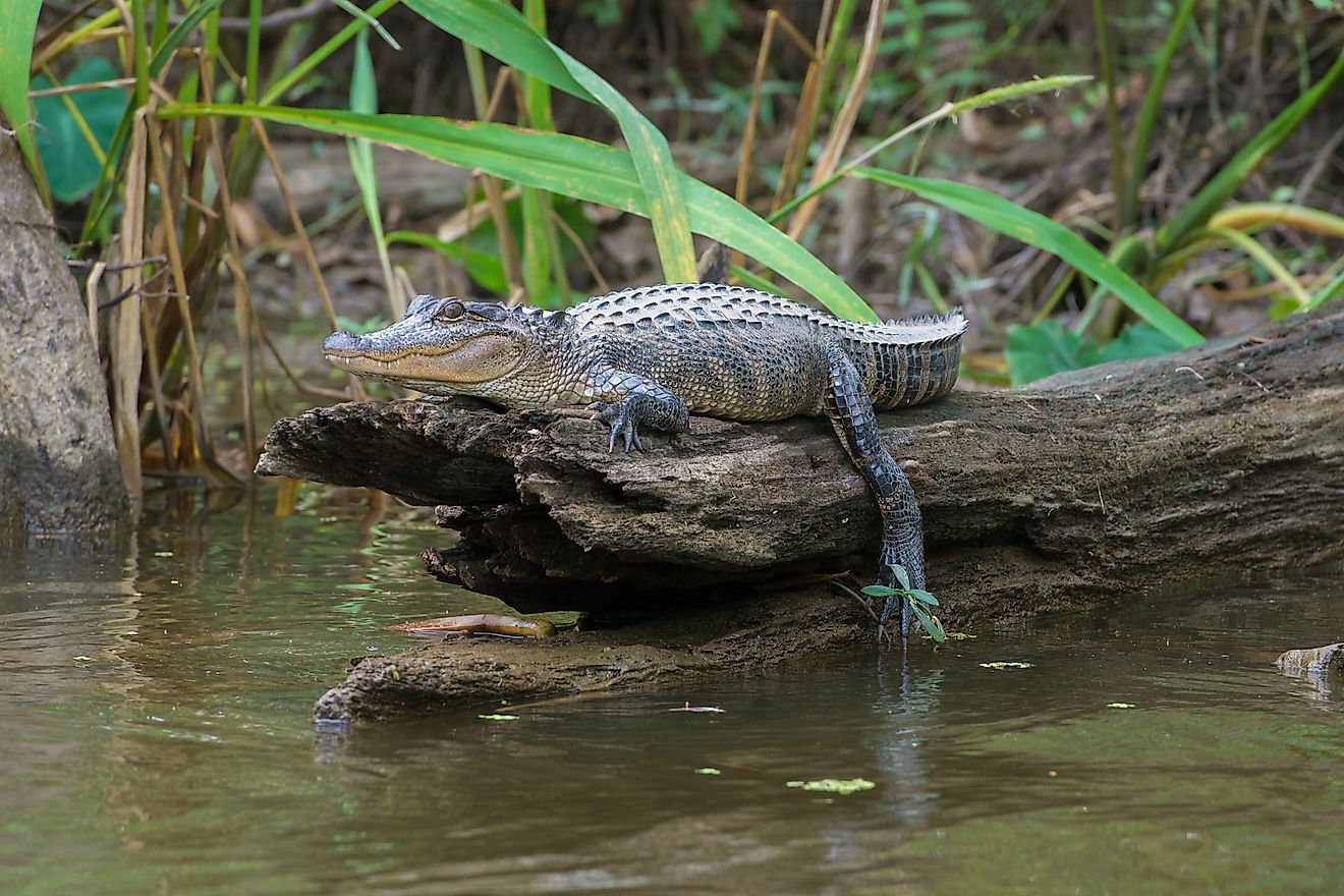 Honey Island Swamp American Alligator