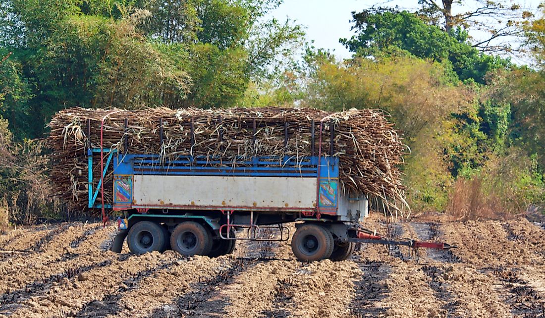 Sugar cane is the country’s most important agricultural crop.