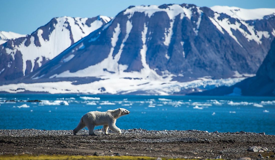 Polar bears are just some of the wildlife found on Spitsbergen.