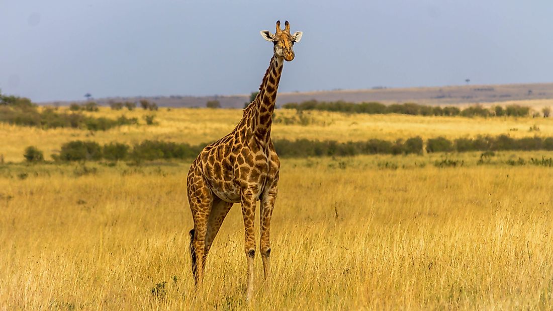 Kenya Animals — Animals That Live in Kenya - WorldAtlas