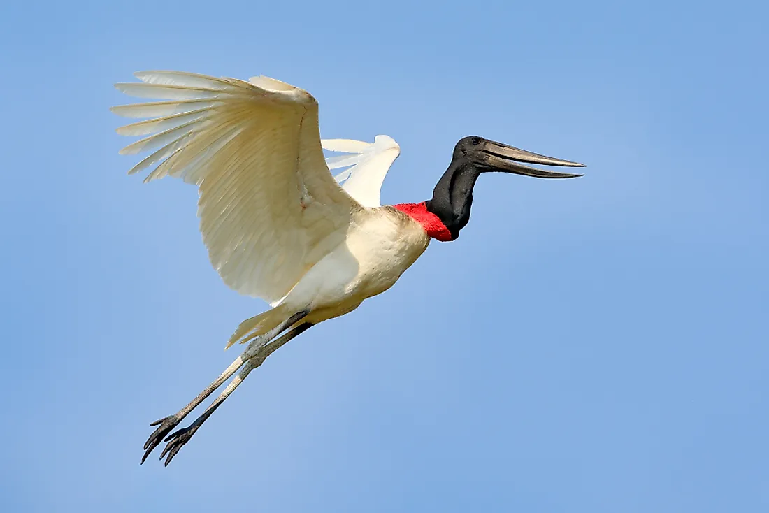 The Jabiru stork is the tallest flying bird of Central and Southern America. 