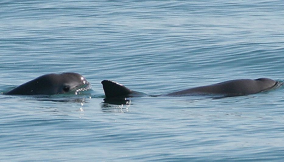 A pair of elusive Vaquita porpoises emerge from the water off the coast of Baja California, Mexico.