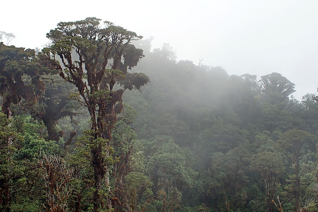 The rainforests of Papua New Guinea are prime habitats for a number of endemic species. 