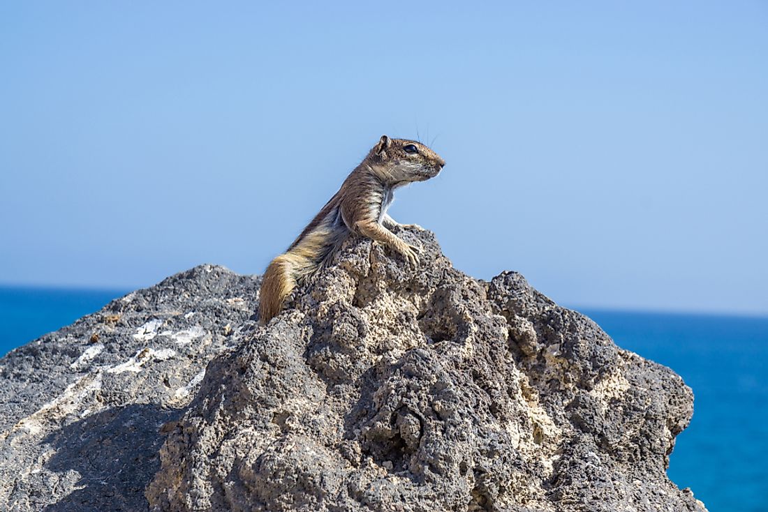 The Barbary Ground Squirrel is found in Morocco. 