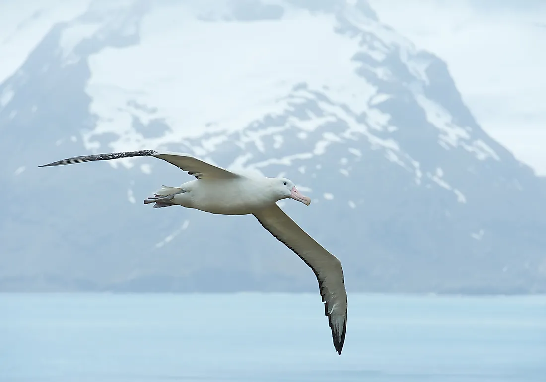 wandering albatross laying