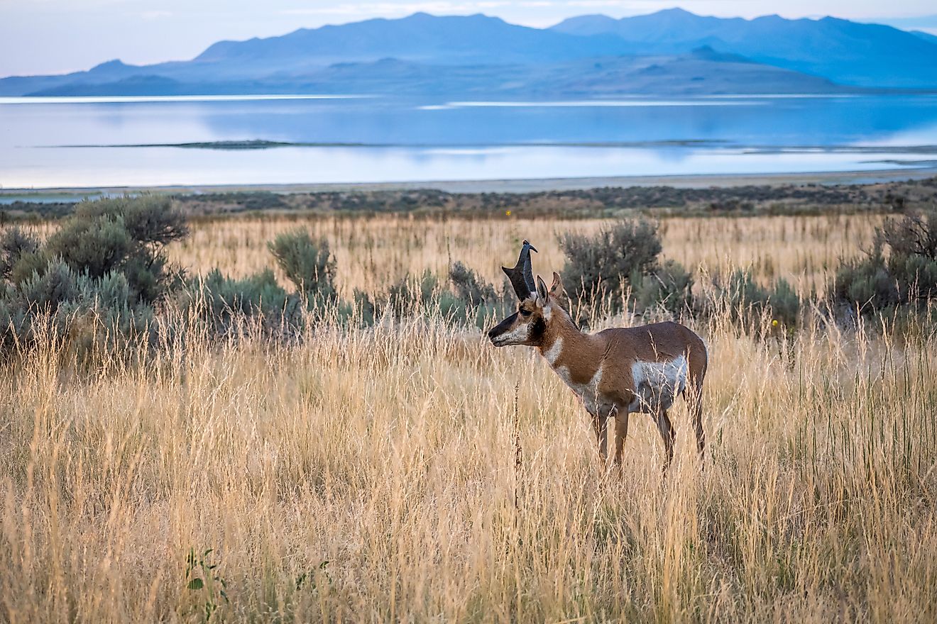 Pronghorn in the field of Antelope Island State Park, Utah