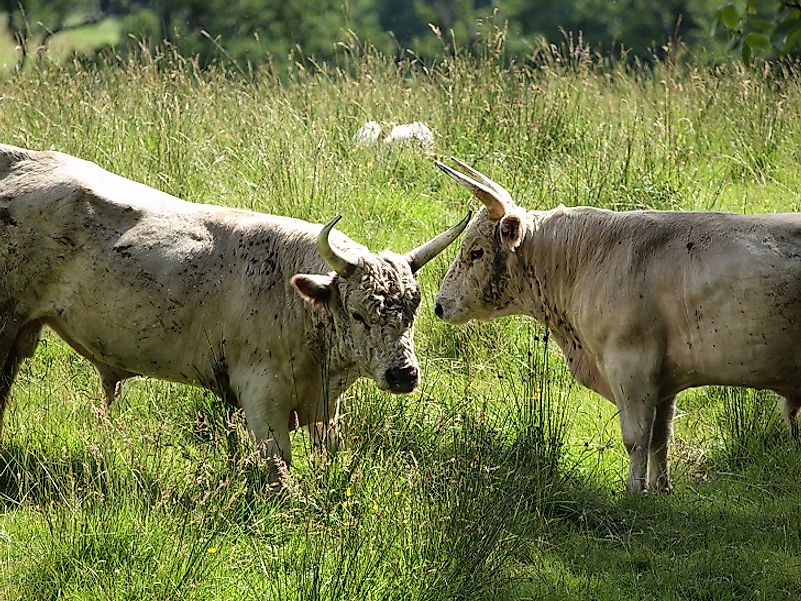 Chillingham Wild Cattle in Northumberland, England.