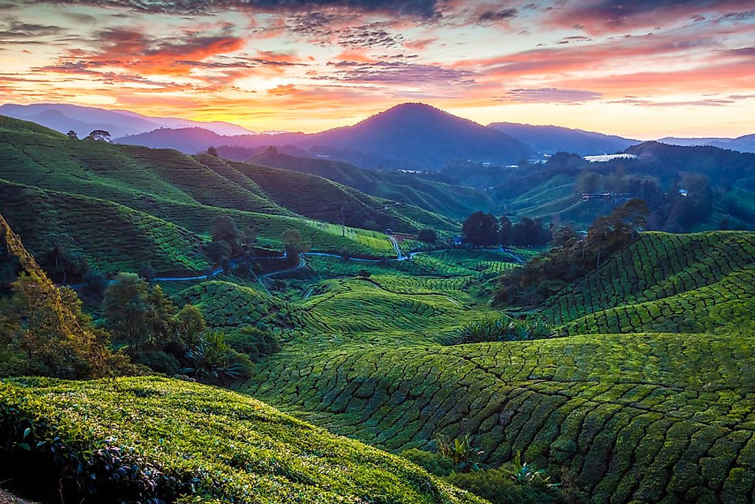 The Sungai Palas Tea Plantation. 