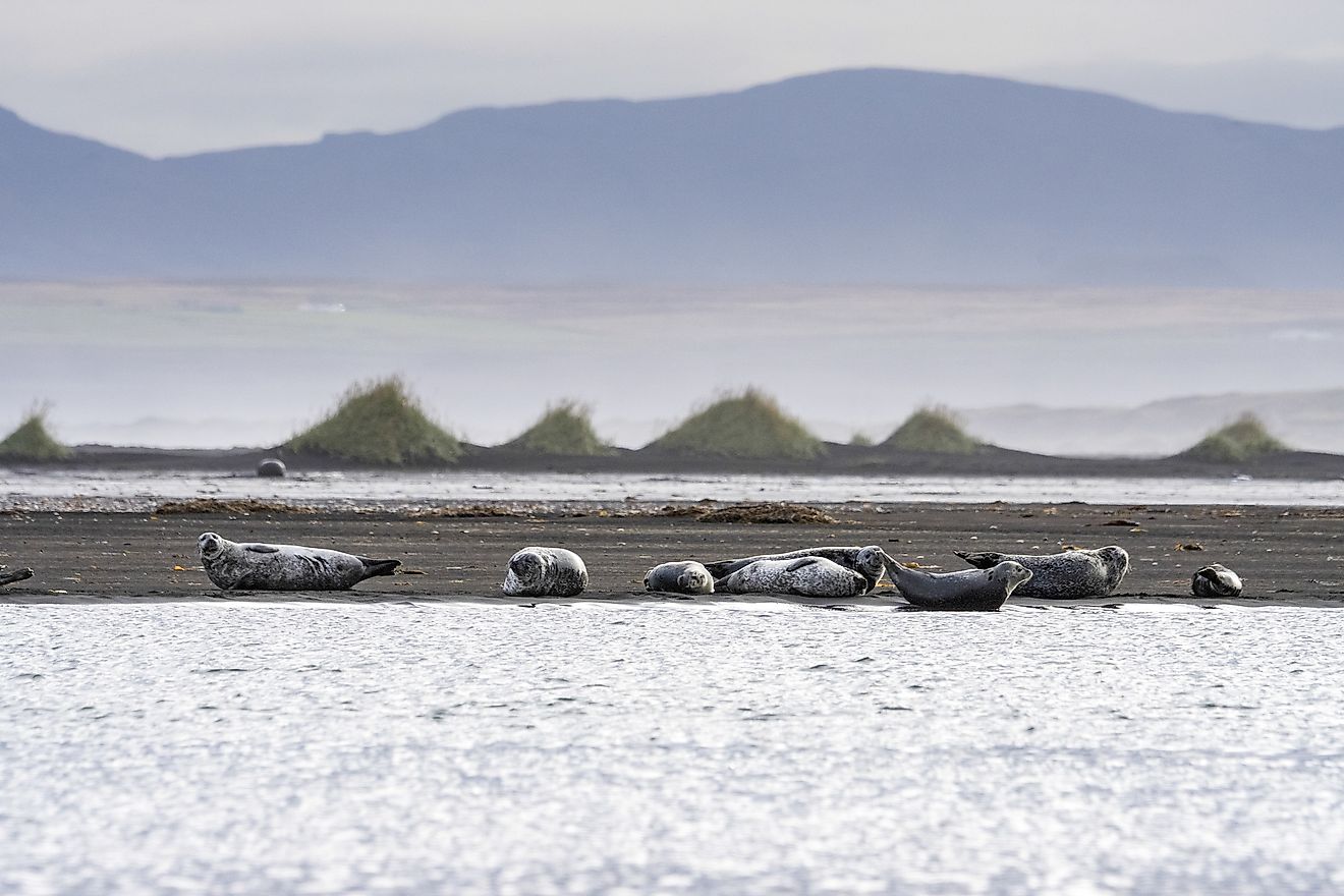 Seals in the beach at Hvítserkur.