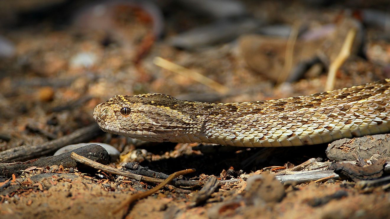 A puff adder in the Kalahari Desert. Image credit: JMx Images/Shutterstock.com