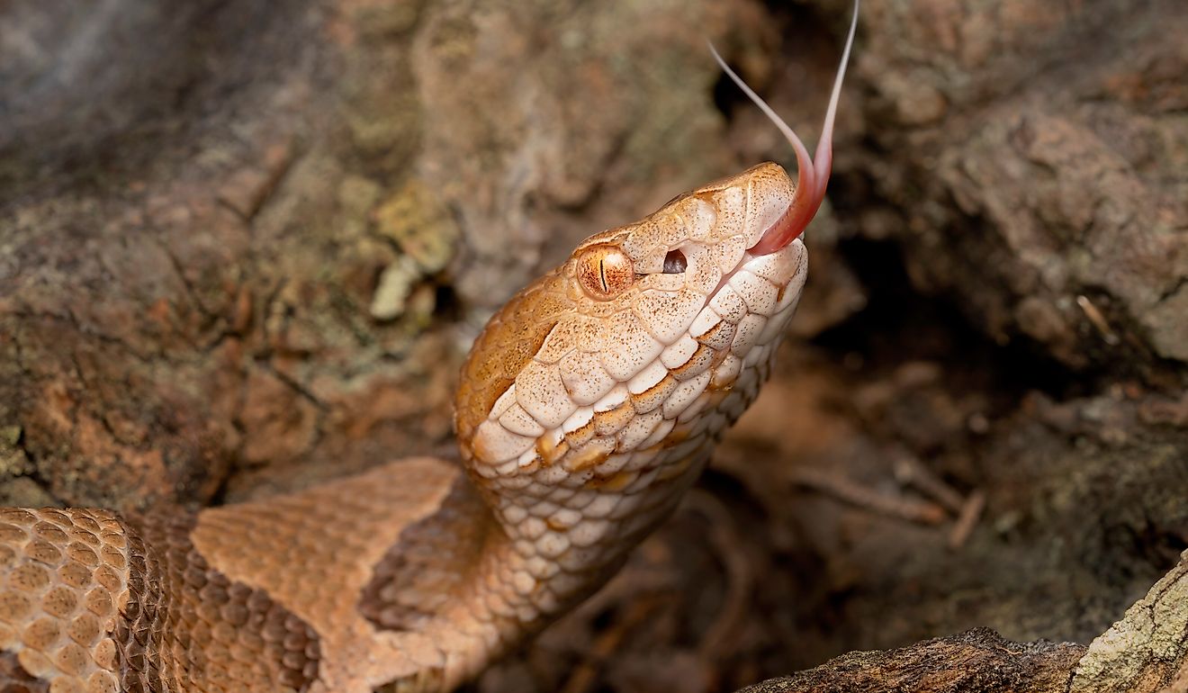 Venomous Copperhead Snake with Forked Tongue.