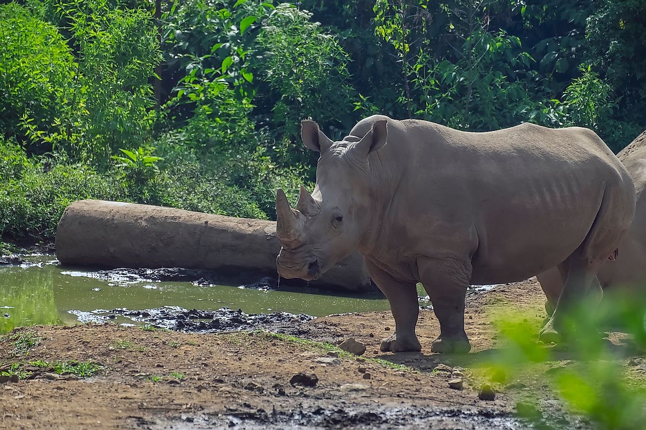 The Javan rhinoceros (Rhinoceros sondaicus). Image credit: Hendra Arieska Putra/Shutterstock.com