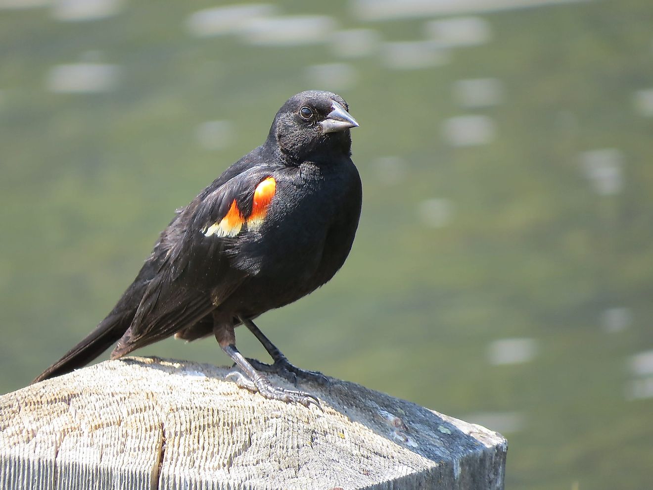A red-winged blackbird. Image credit: Pxfuel.com