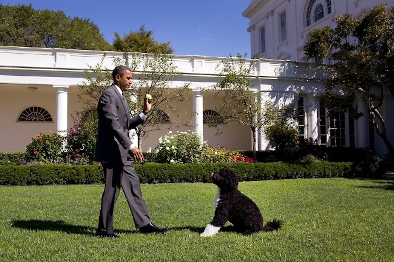 Bo, the Obama family dog, waits for President Barack Obama to throw the ball during a game of "fetch" in the Rose Garden of the White House, Sept. 9, 2010. Image credit: Official White House Photo by Pete Souza