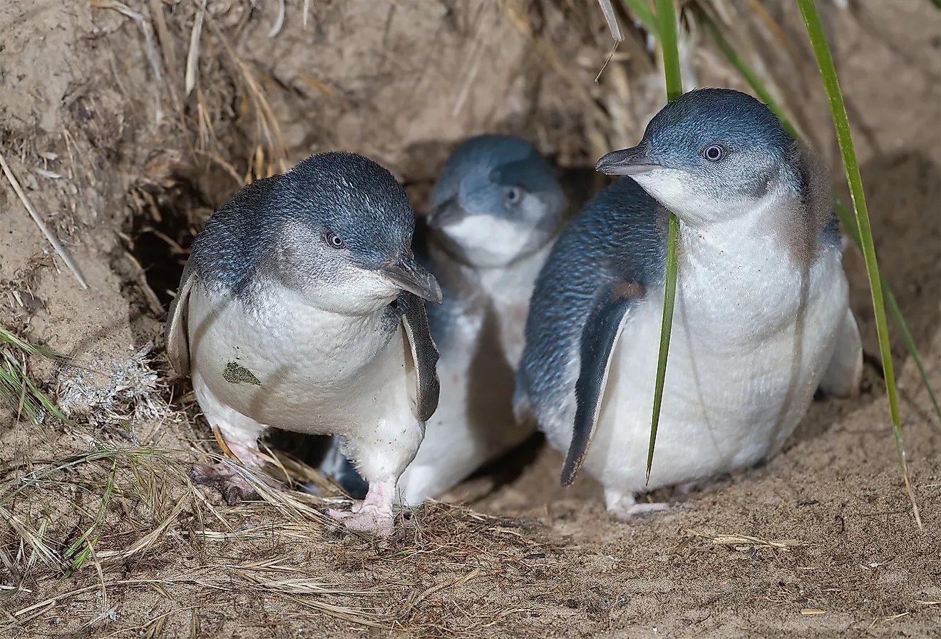 Little penguins or fairy penguins.