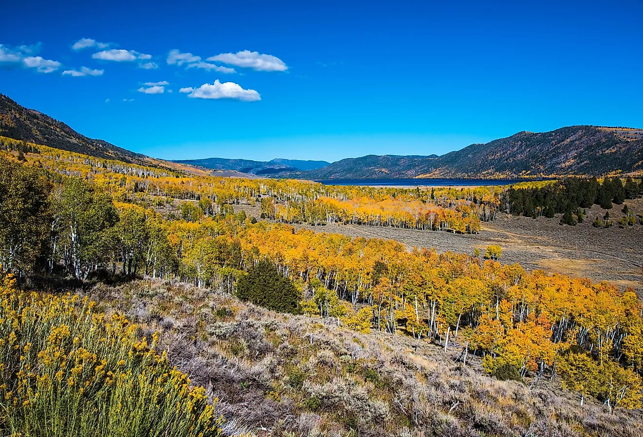 The Pando, Fishlake National Forest, Utah: the largest growing organism on planet earth.