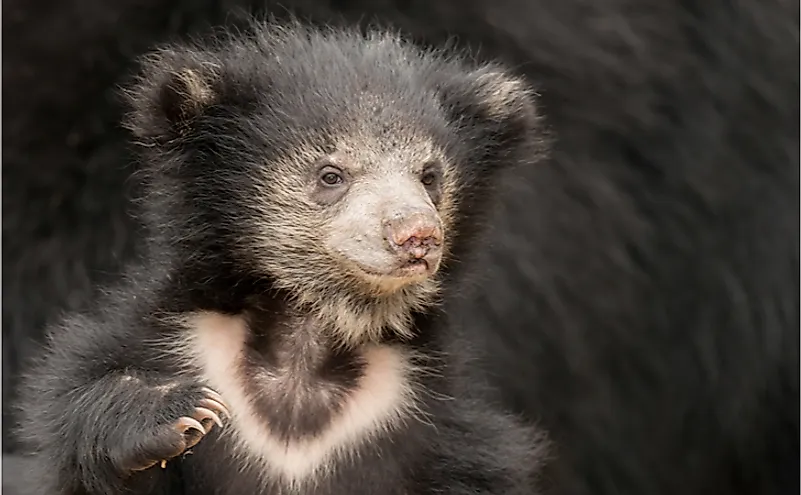 A sloth bear cub.