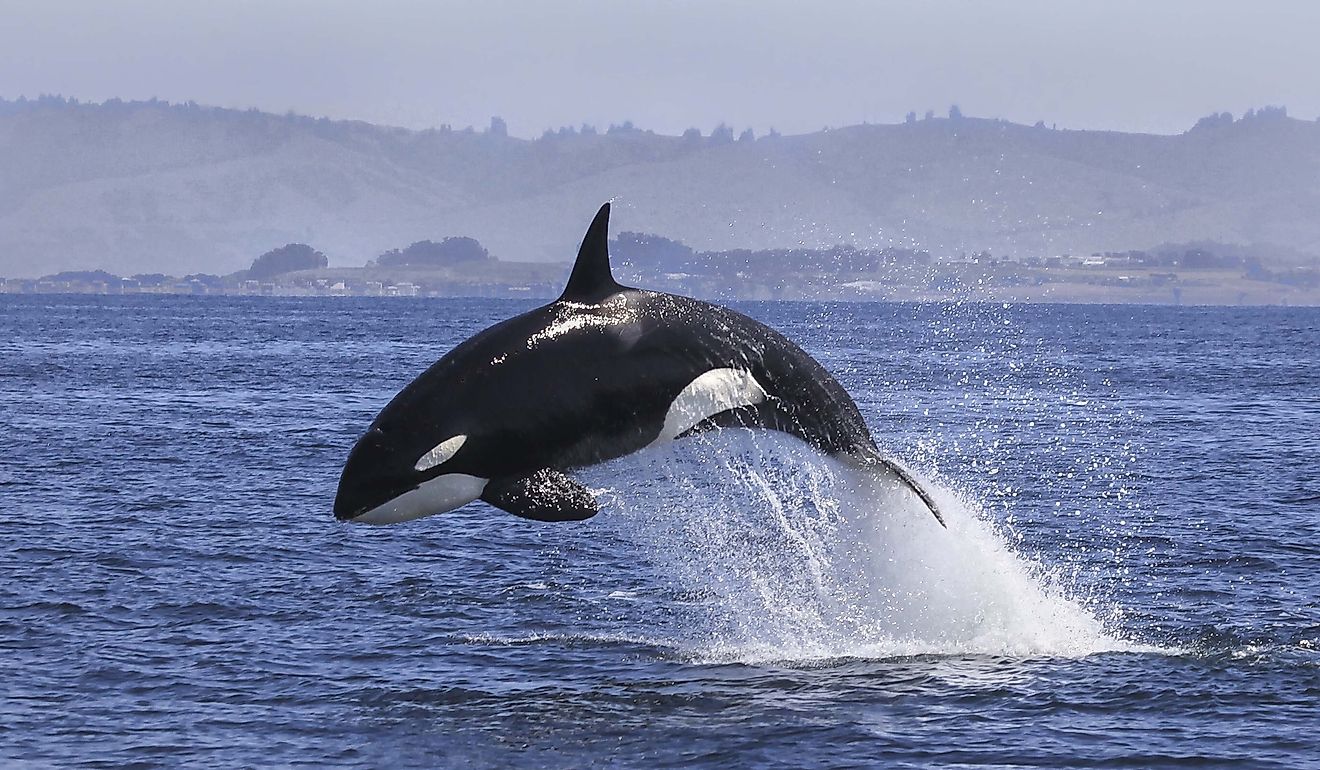 Killer Whale (Orcinus Orca). 