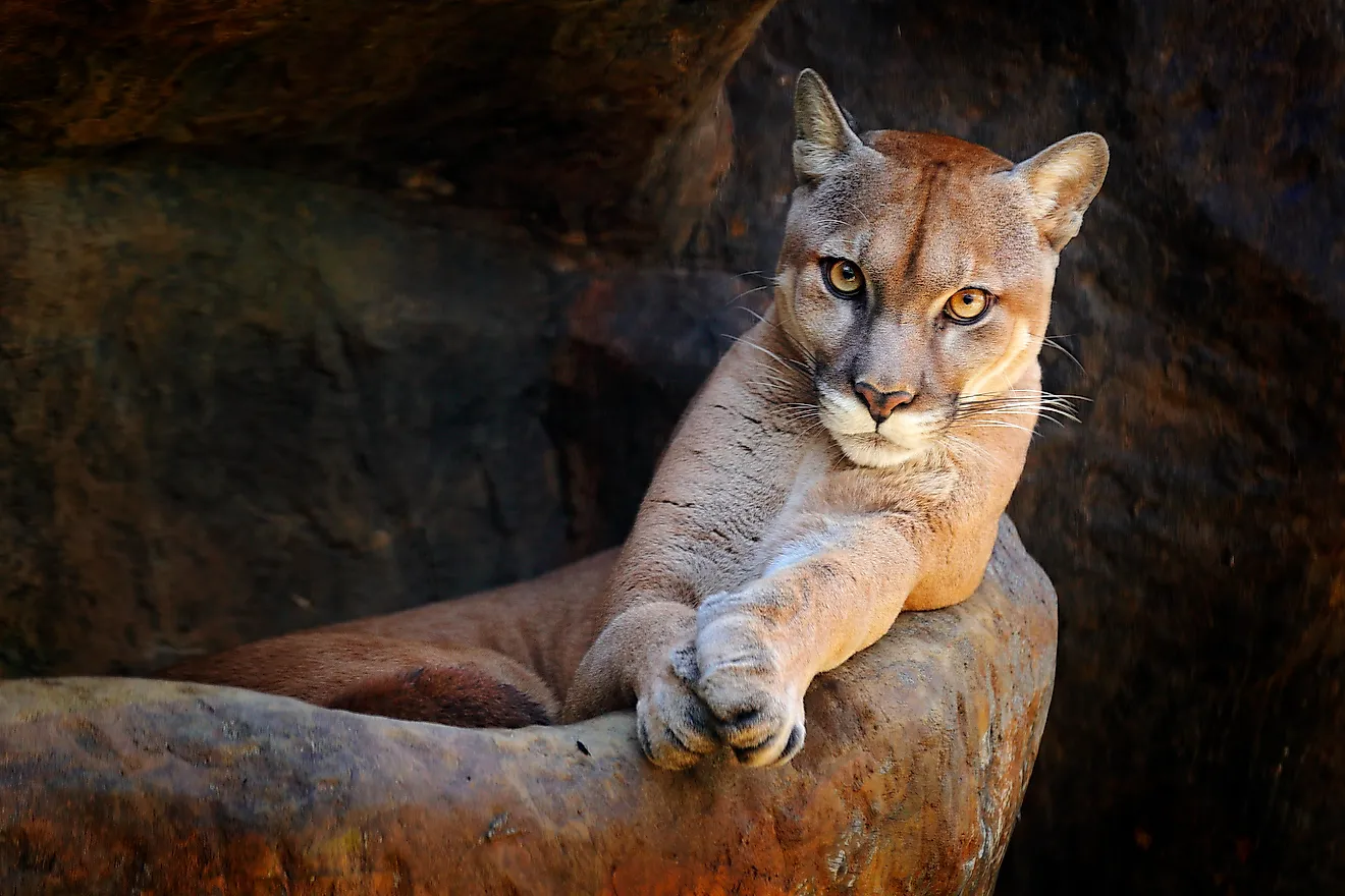 A mountain lion. Image credit: Ondrej Prosicky/Shutterstock.com