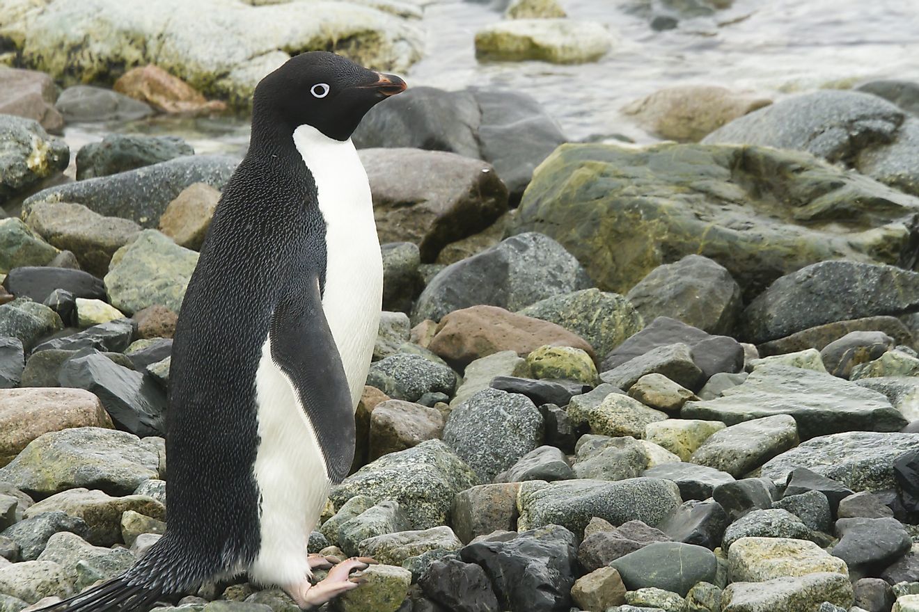 Adélie penguins live exclusively along the Antarctic coasts.
