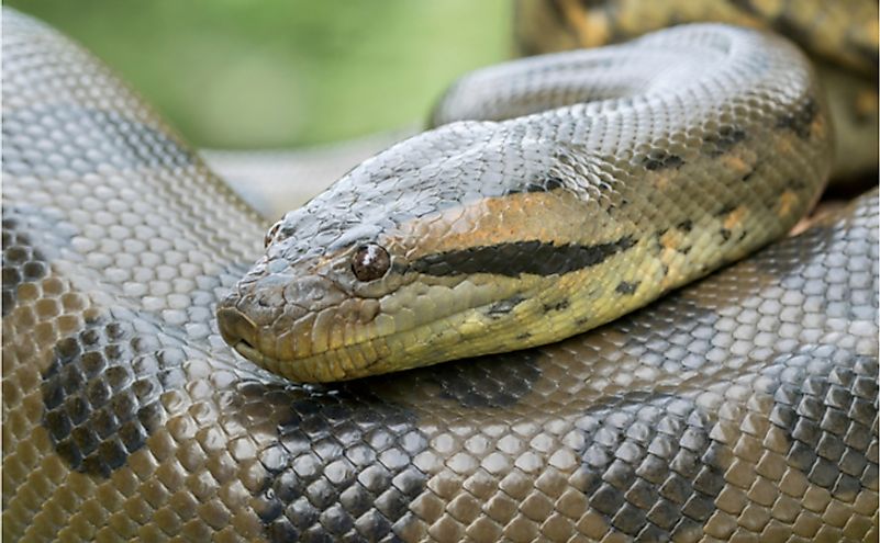 A green anaconda snake.