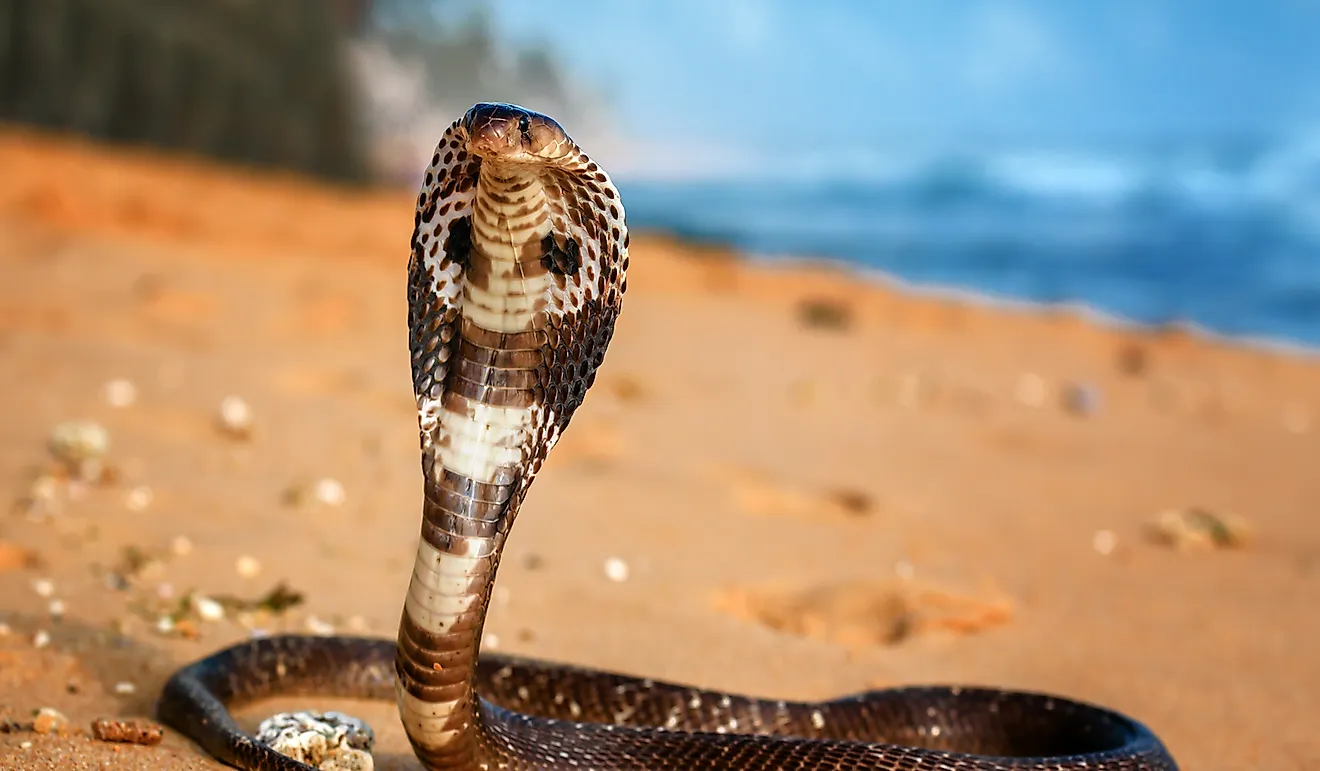 King Cobra - Deadly Animals Of Southeast Asia - WorldAtlas