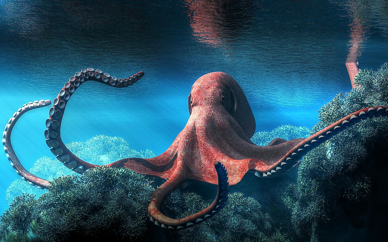 How Many Hearts Does An Octopus Have? - WorldAtlas