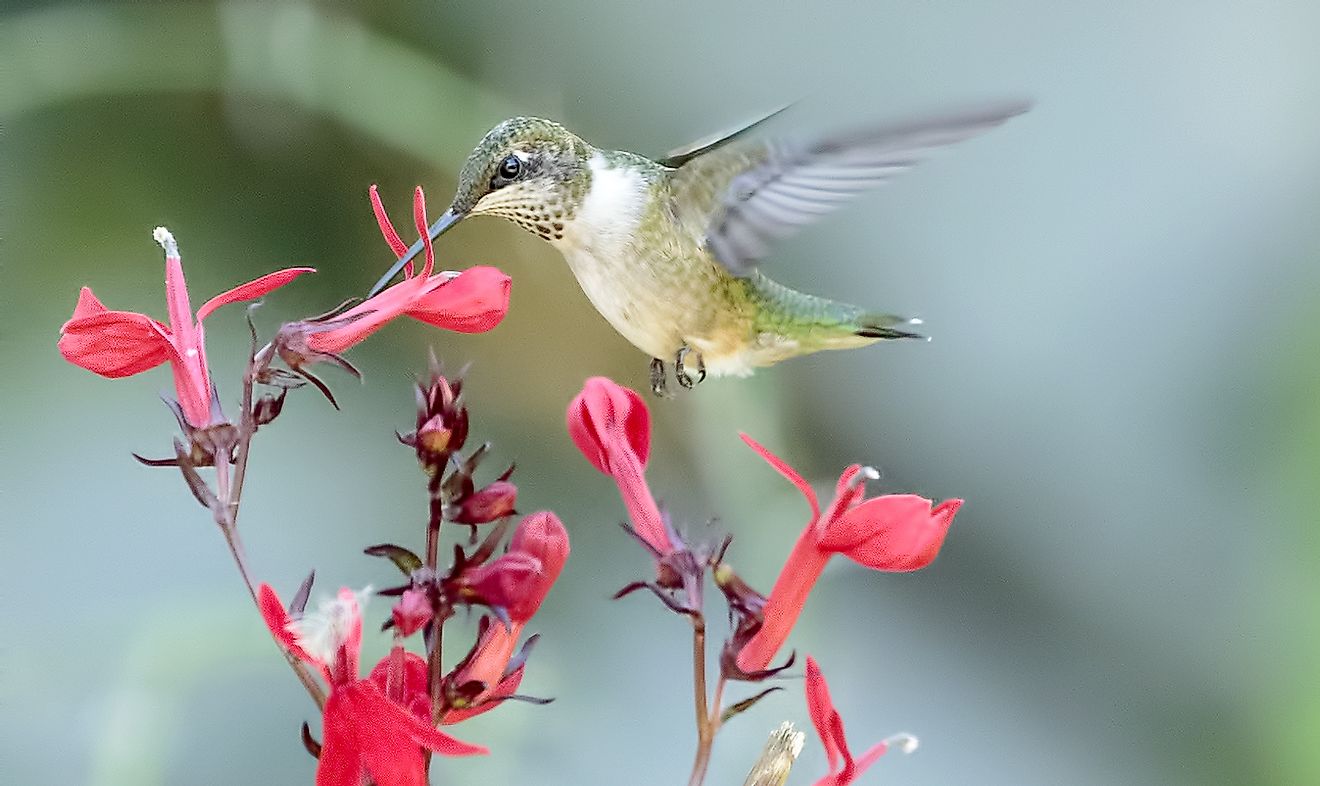 Hummingbirds especially prefer to dine upon flower nectar. Members of the Hummingbird Family list among the smallest birds in the world.