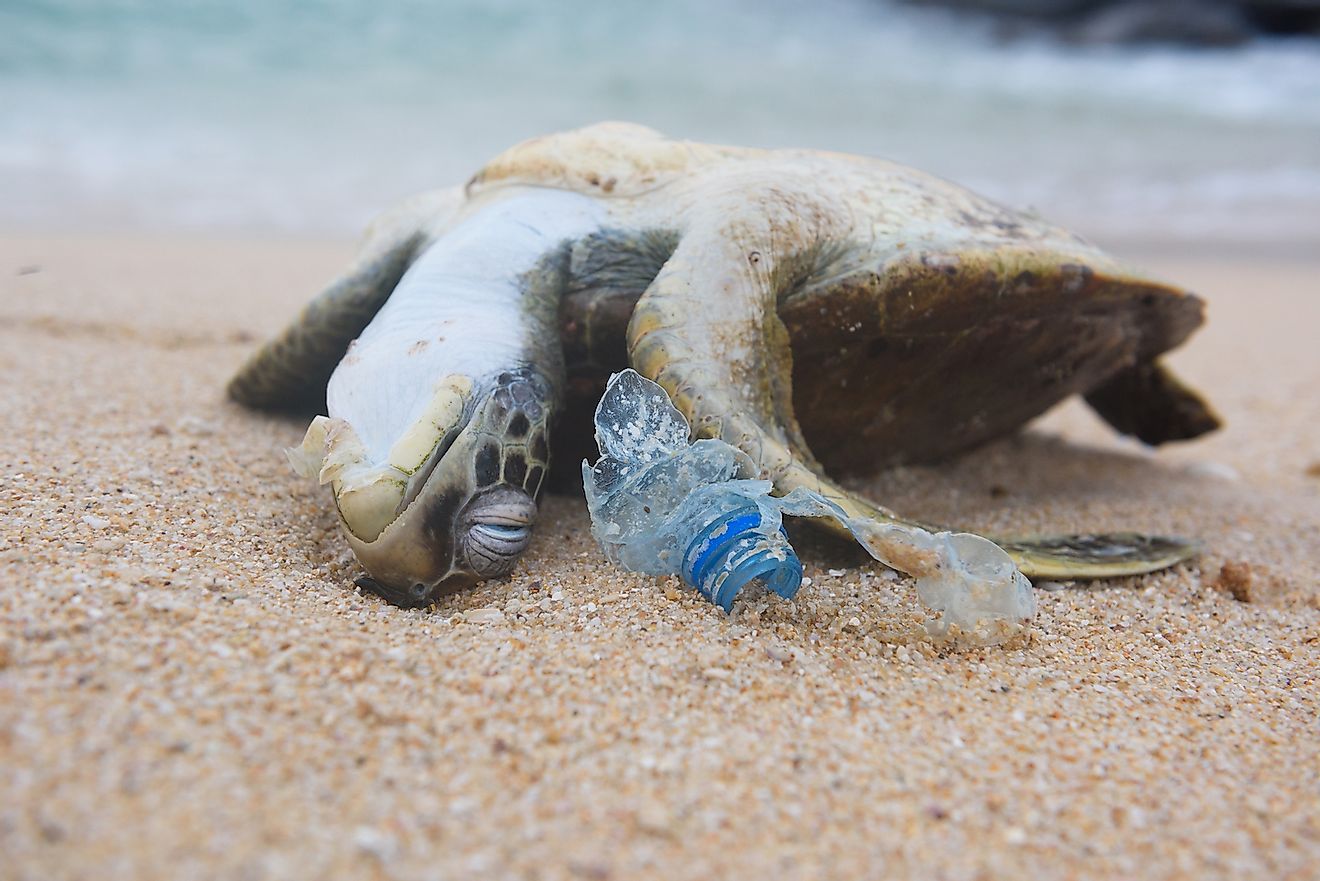 A dead turtle on a beach. Image credit: Nevodka/Shutterstock.com