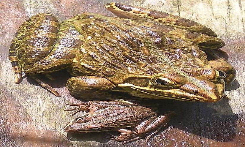 The Angola river frog lives in a wide range of habitats in Kenya where it is native.