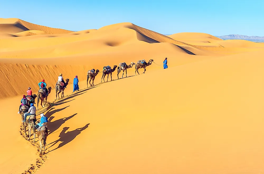 Camel caravan going through the sand dunes in the Sahara Desert, Morocco.