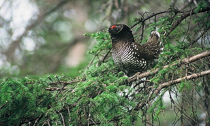 A male Siberian spruce grouse displaying.