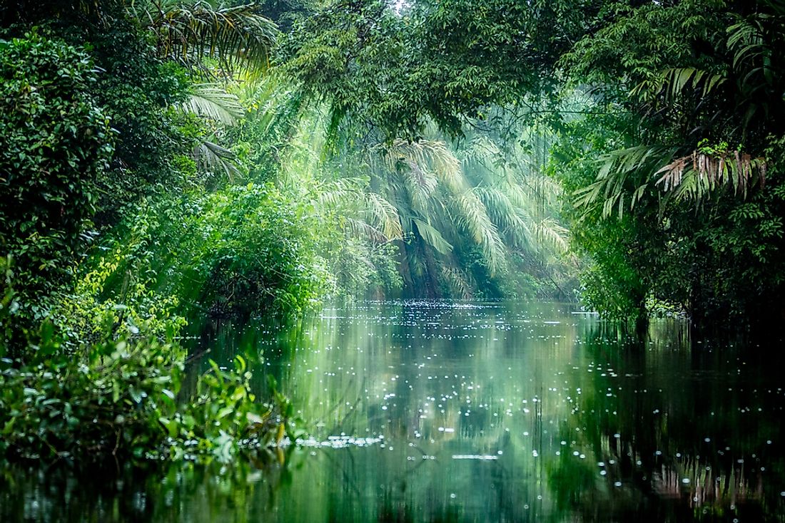 The Tortuguero National Park rainforest. 