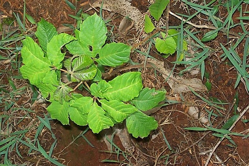 A Meru Oak seedling.