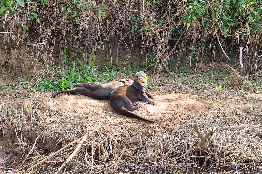 Pteronura brasiliensis was listed as an endangered species in 1999.