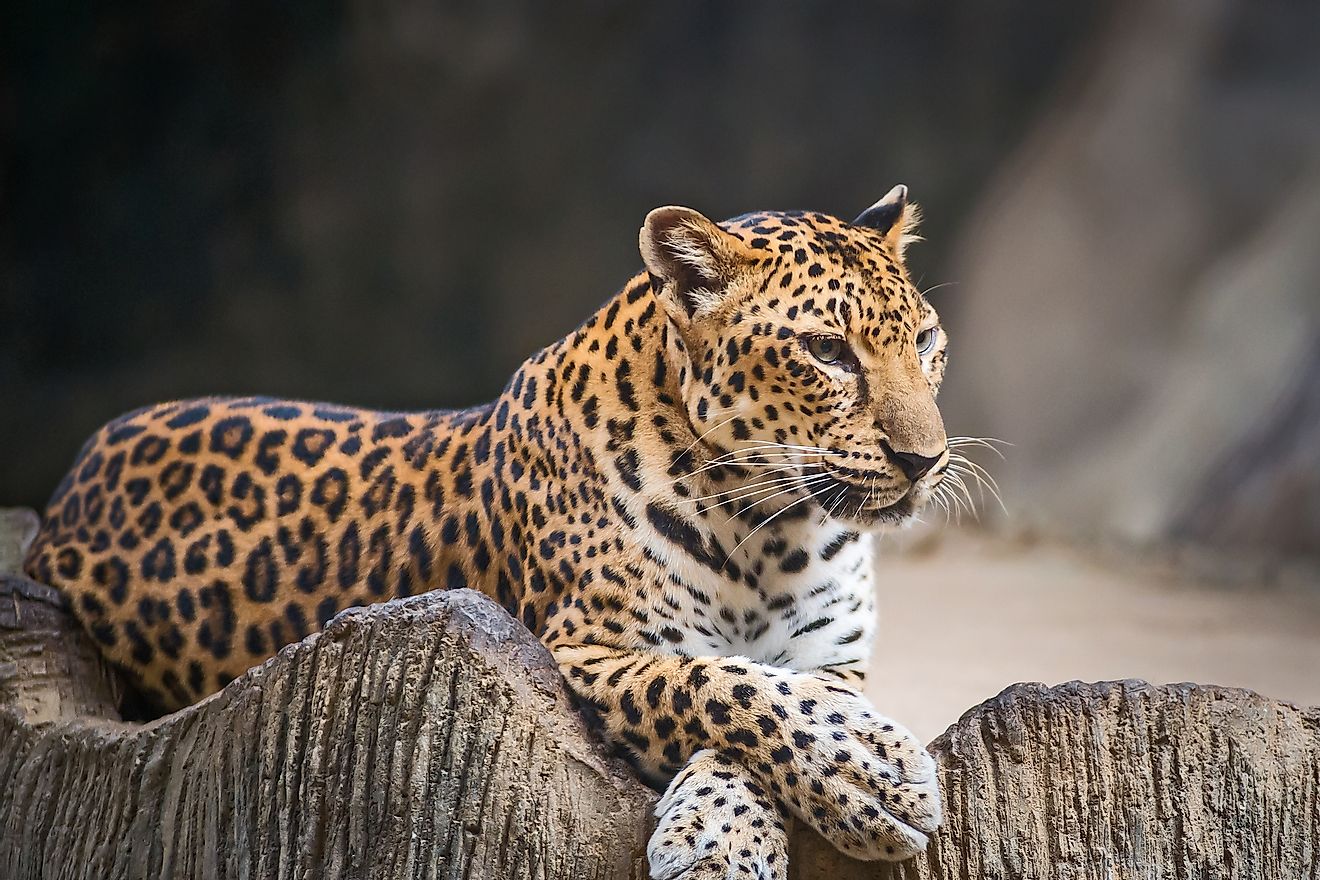 How Many Types Of Leopards Live In The World Today? - WorldAtlas
