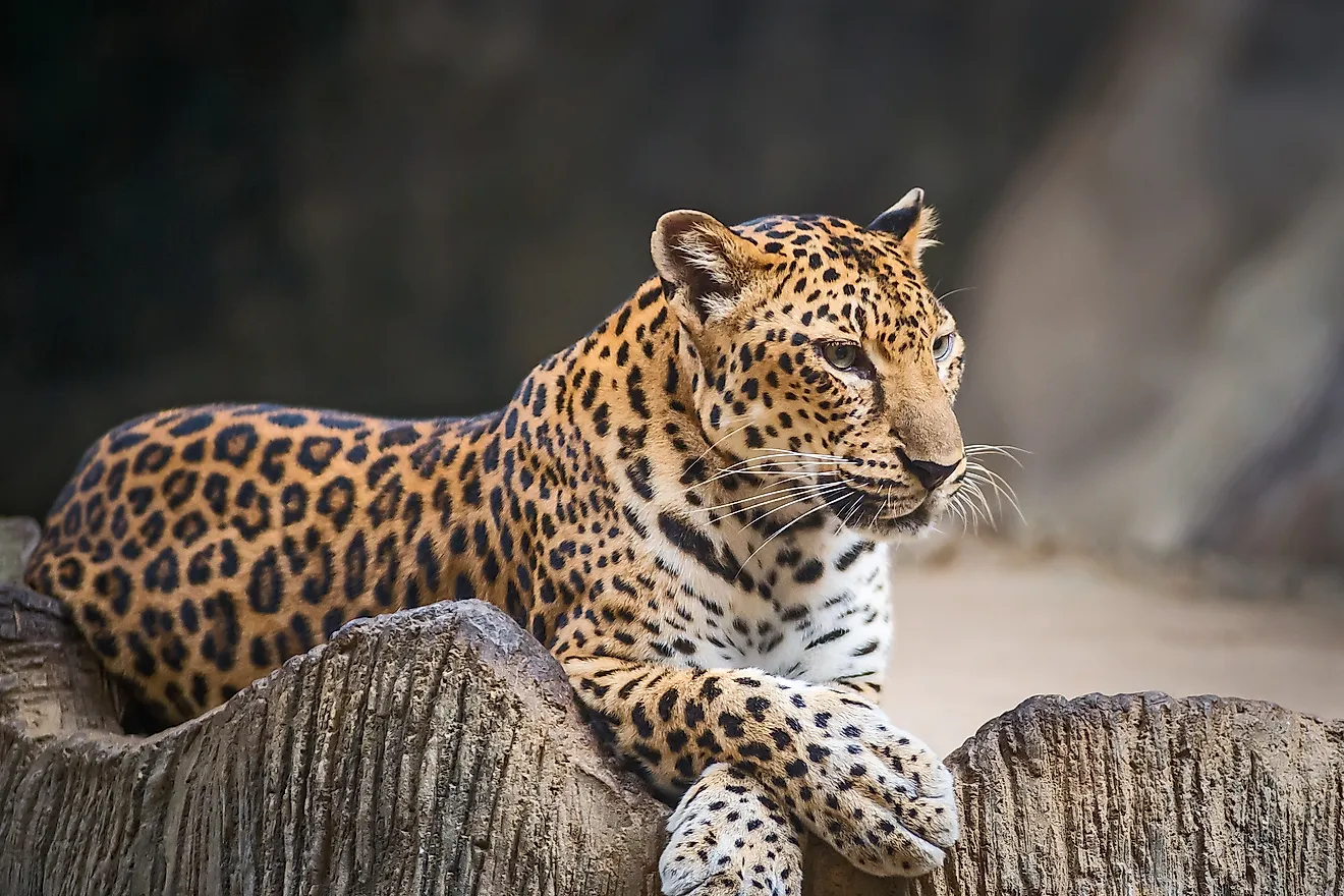 Indochinese Leopard