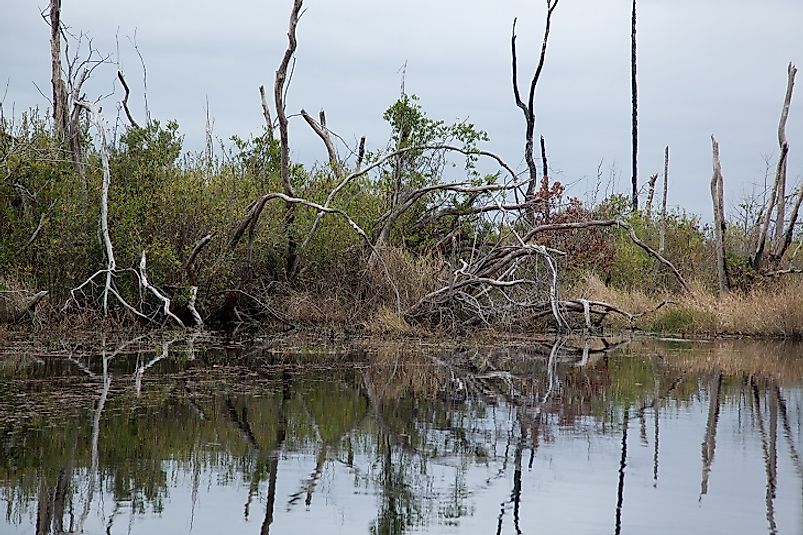 Spanish moss, trees, and shrubs along the water banks in the Okefenokee wetlands.