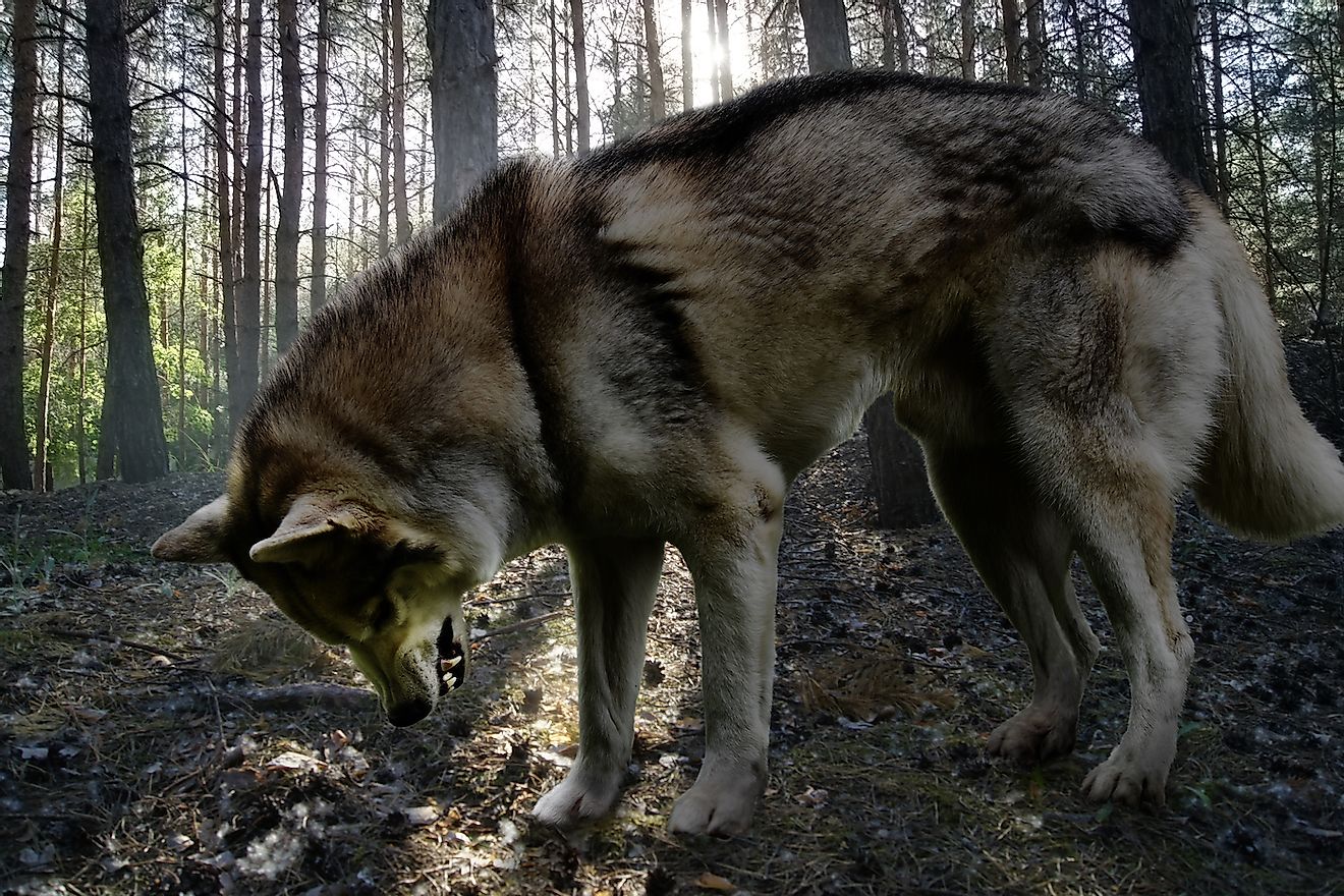 A wolf in a coniferous forest. Image credit: Ortlemma/Shutterstock.com