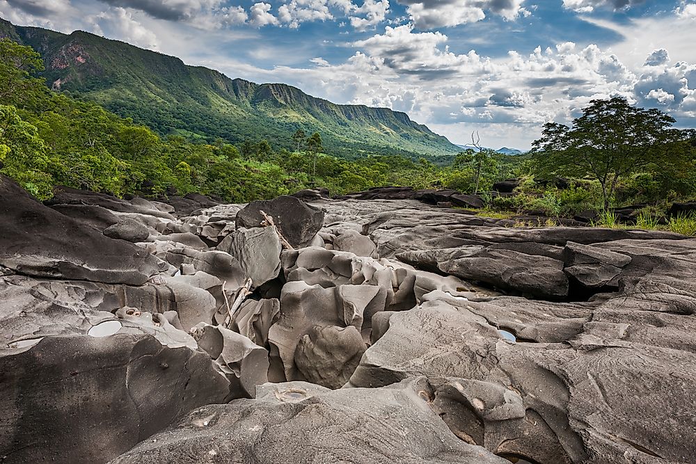 A gallery forest in the Cerrado region of Brazil. 