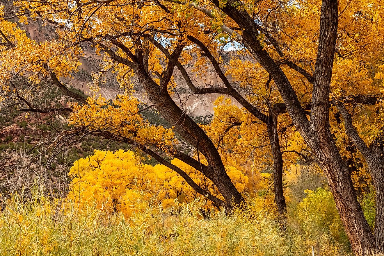 Scenic autumn trees near Jemez Springs in New Mexico.