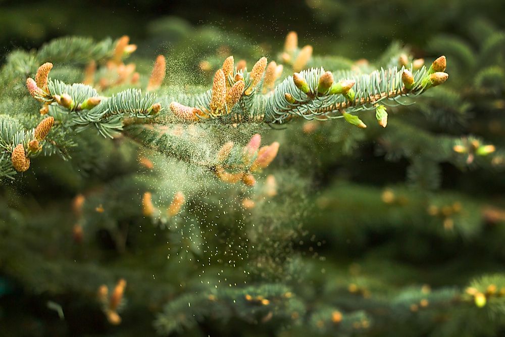 A branch of a coniferous tree. 