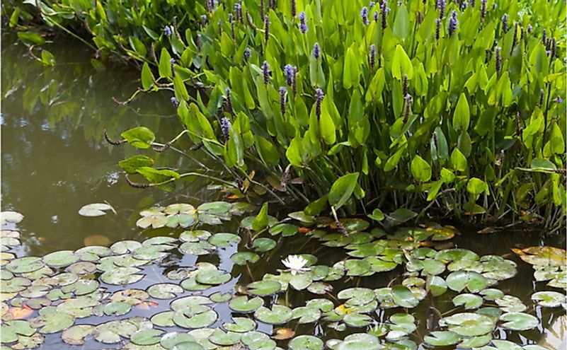 Violet blue pontederia plant growing in the pond.