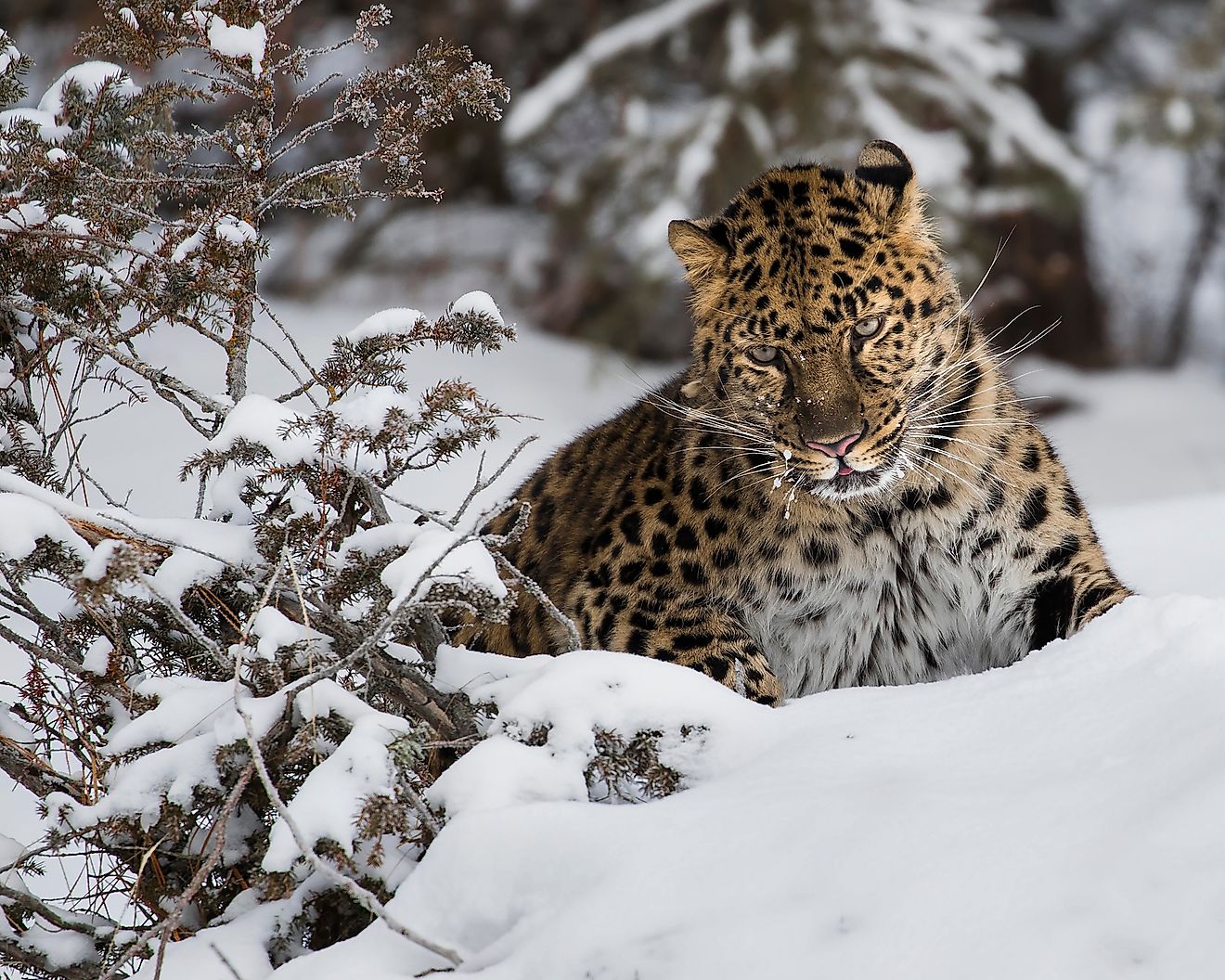 Amur Leopard