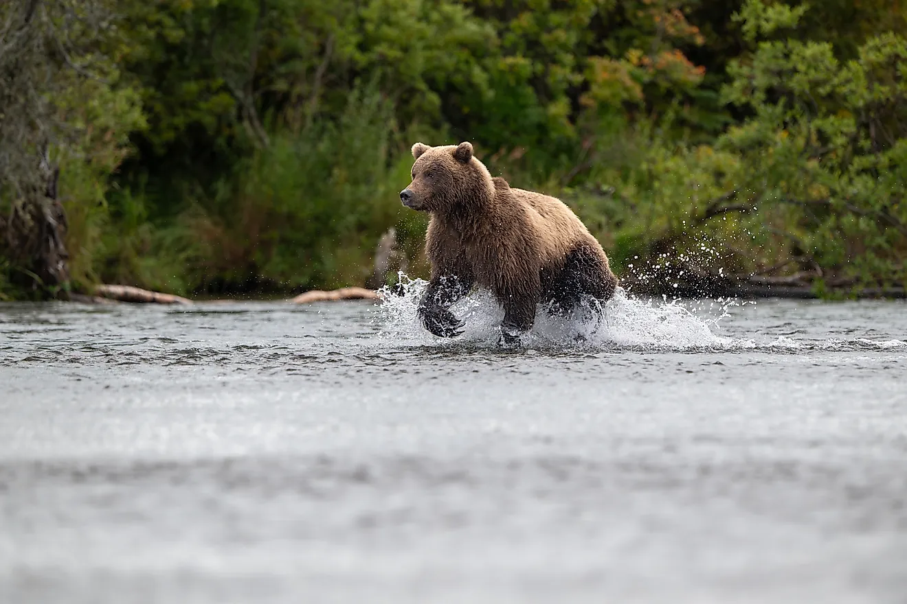 An Alaskan brown bear running in Brooks River not far from Brooks Falls. 