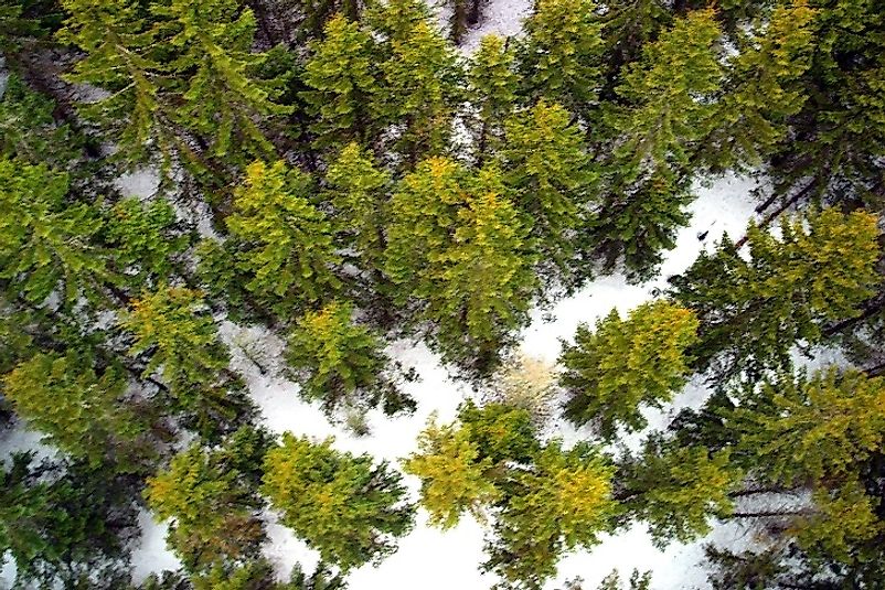A bird's eye view of the Carpathian Montane Conifer Forest in winter.