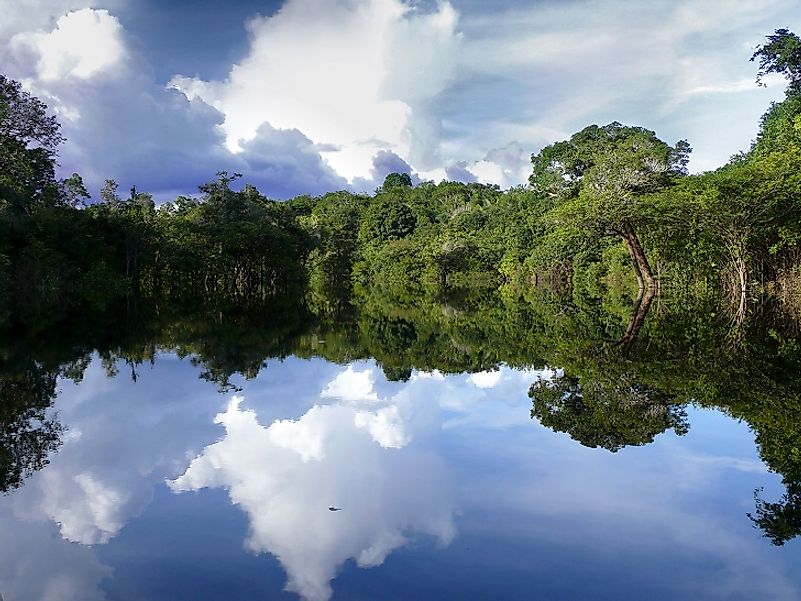 A calm stretch of the Amazon flowing through the lush greenery of a Brazilian rainforest.
