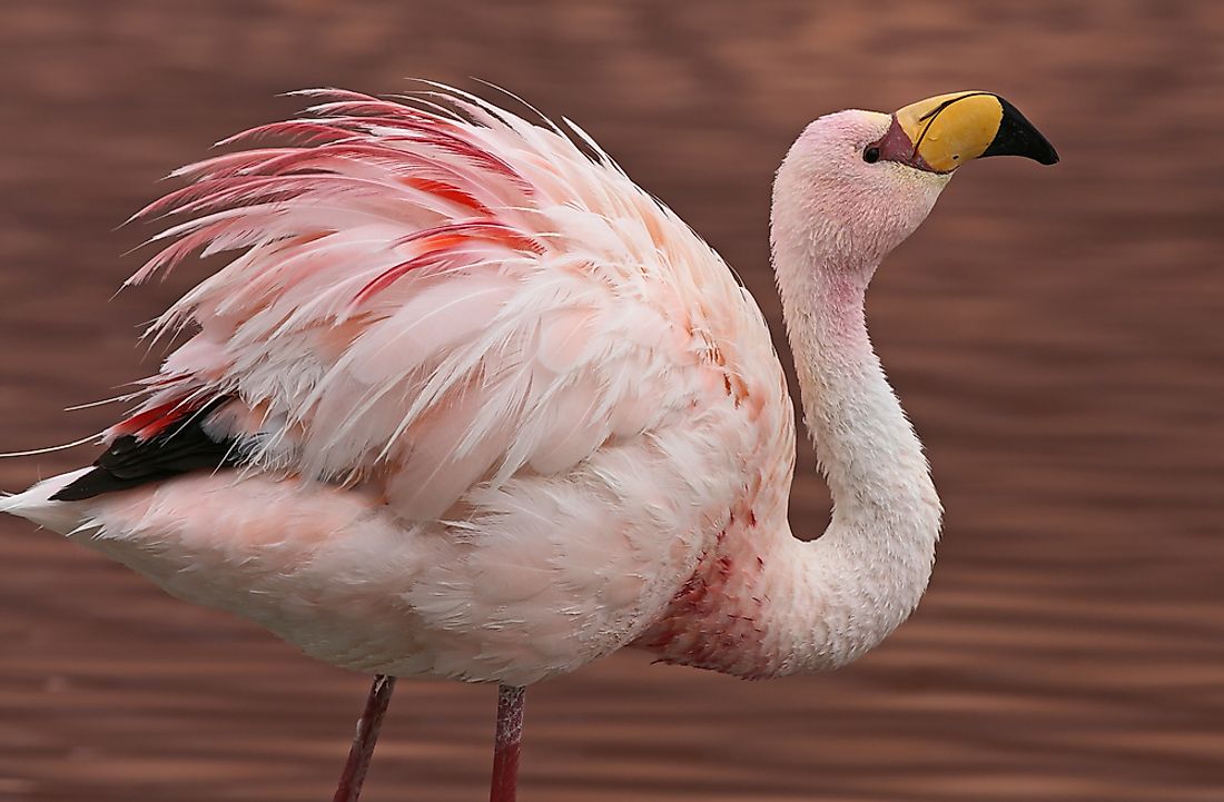 The Jame's flamingo can be found living in the Andes.