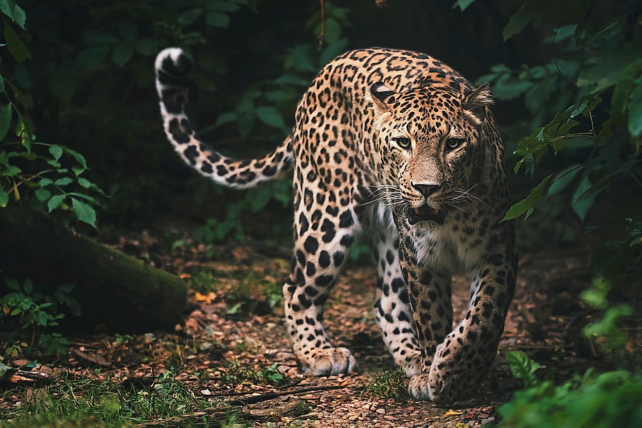 A Persian leopard.